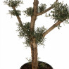 Olivier commun 170cm en mini-plateaux Pot 70L – Olea europaea