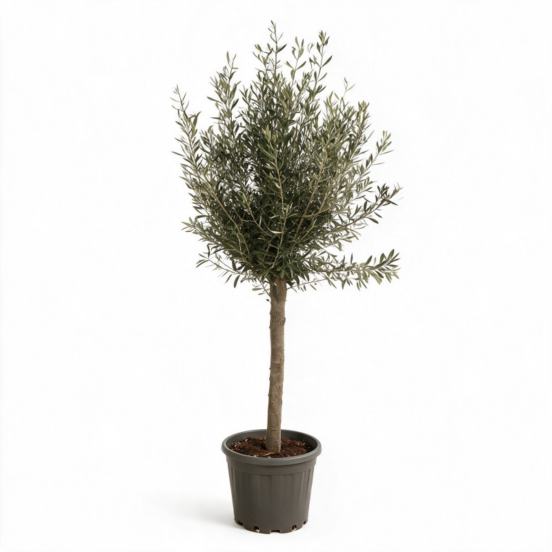 Olivier commun 160cm demi-tige 12/14cm Pot 20L – Olea europaea