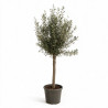 Olivier commun 160cm demi-tige 12/14cm Pot 20L – Olea europaea
