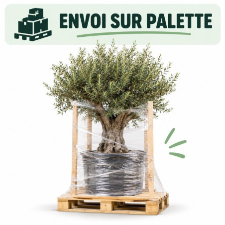 Olivier commun 150cm en plateaux Pot 35L – Olea europaea