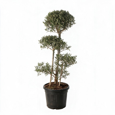 Olivier commun 150cm en plateaux Pot 35L – Olea europaea