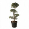 Olivier commun 150cm en plateaux Pot 35L – Olea europaea