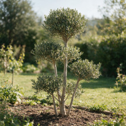 Olivier commun 150cm en plateaux Pot 35L – Olea europaea
