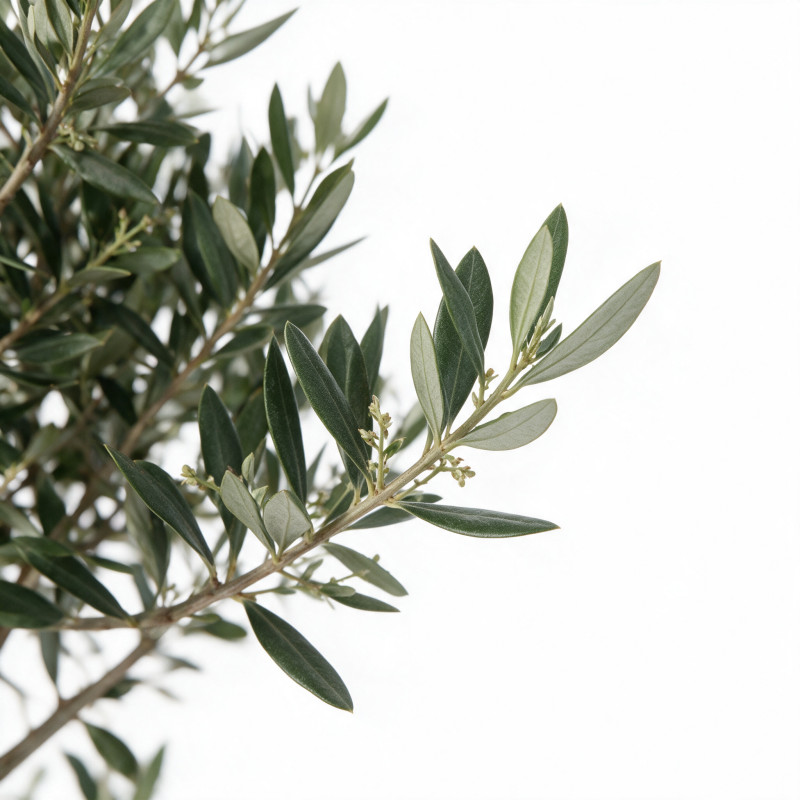 Olivier commun 150cm en plateaux Pot 35L – Olea europaea