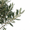 Olivier commun 150cm en plateaux Pot 35L – Olea europaea
