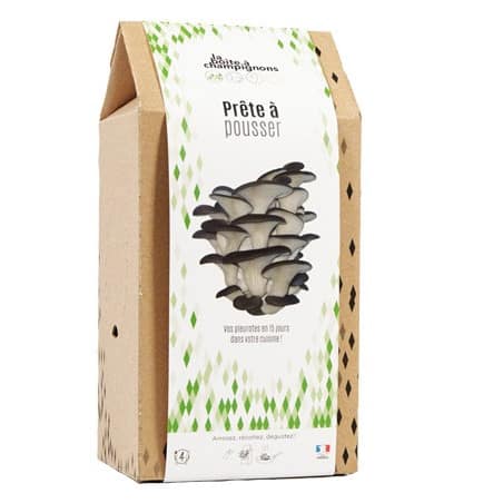 Kit Champignons à faire pousser en boite - Pleurotes gris