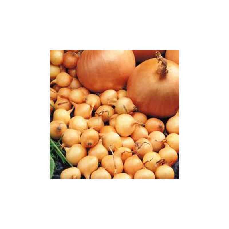 Stuttgarter riezen Oignons a repiquer