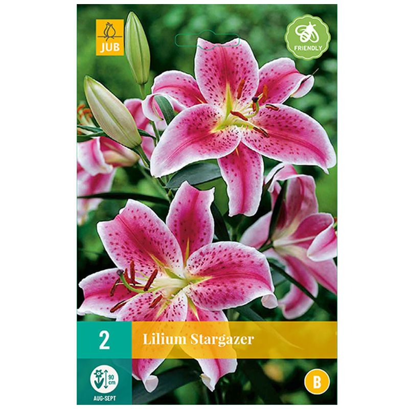 Lilium stargazer - Bulbes à fleurs - Lys stargazer - Jardinage