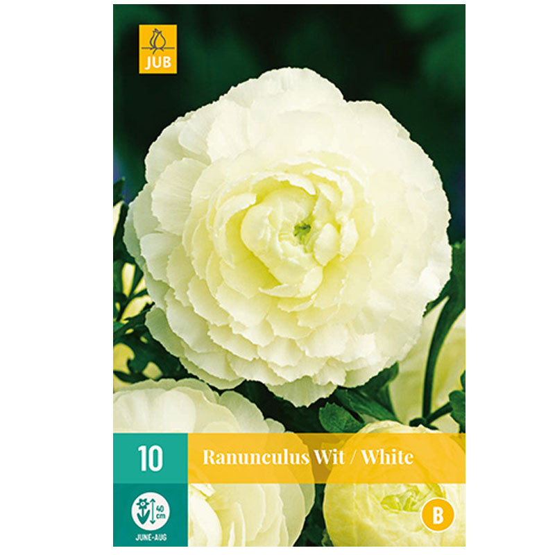 Ranunculus White - Renoncules blanches - Bulbes à fleurs - Jardinage