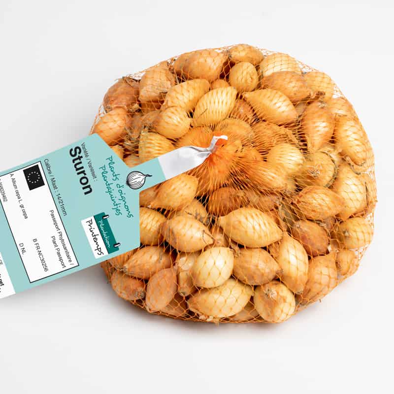 Sturon  Oignons a repiquer 250gr