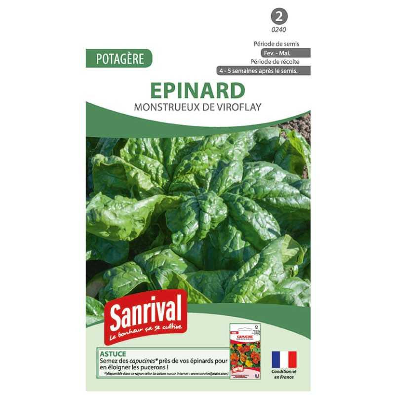 Graines épinard monstueux de Viroflay