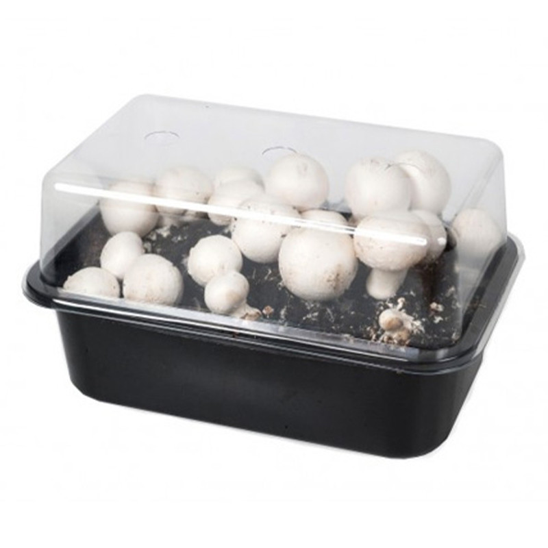 Un kit de culture pour faire pousser des champignons
