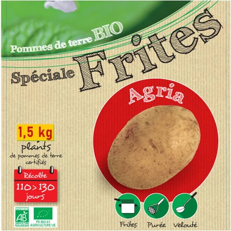 Plants de pomme de terre Agria 1,5 kg