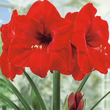1 Amaryllis rouge