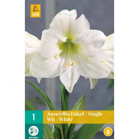 1 Amaryllis blanche