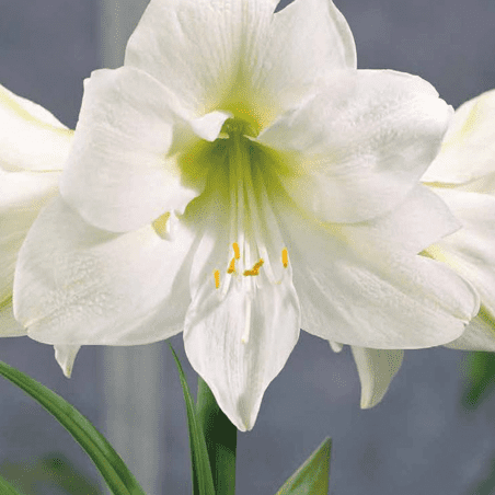 1 Amaryllis blanche