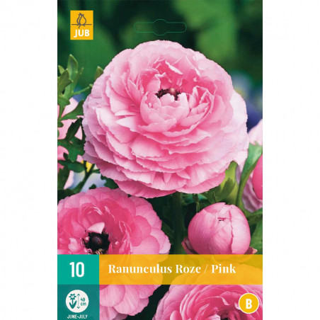 10 Renoncules roses