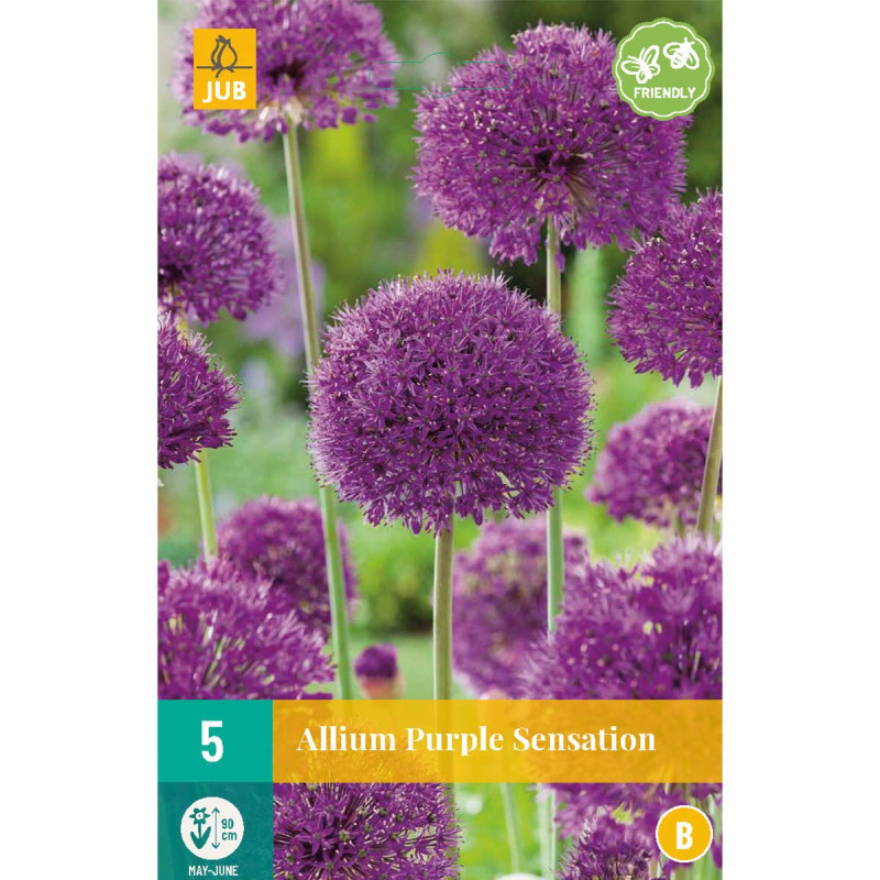 Alliums Purple Sensation - Alliums violets - Bulbes de fleurs