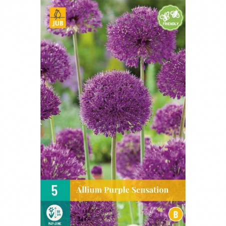 5 Alliums Purple Sensation