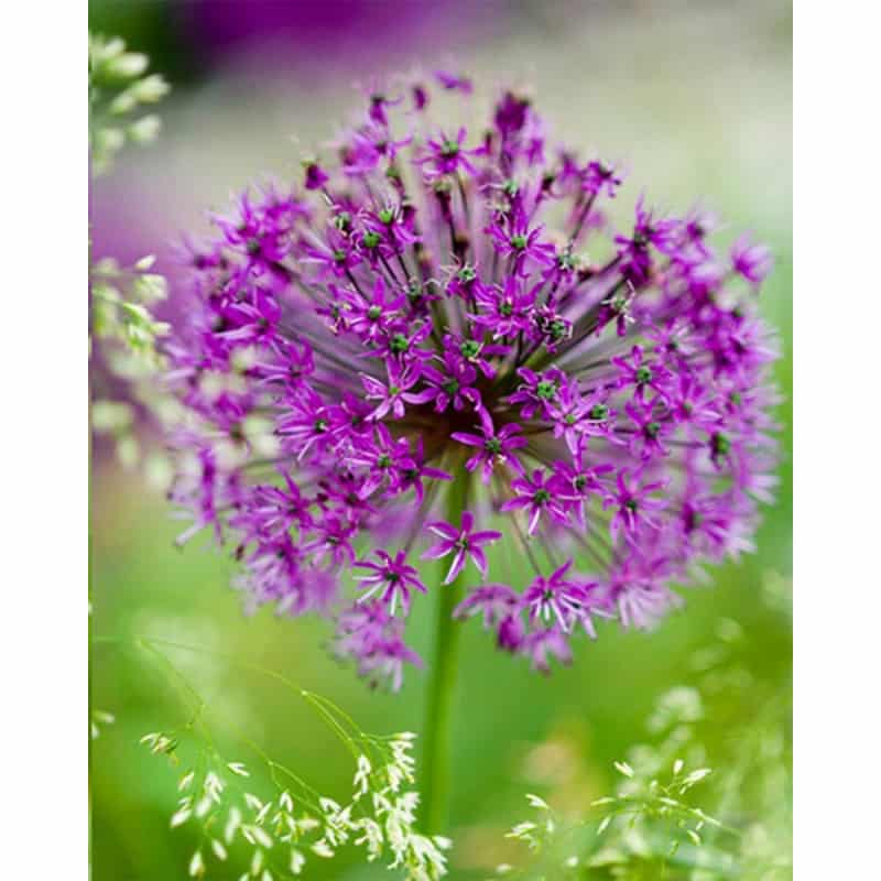 Alliums Purple Sensation - Alliums violets - Bulbes de fleurs