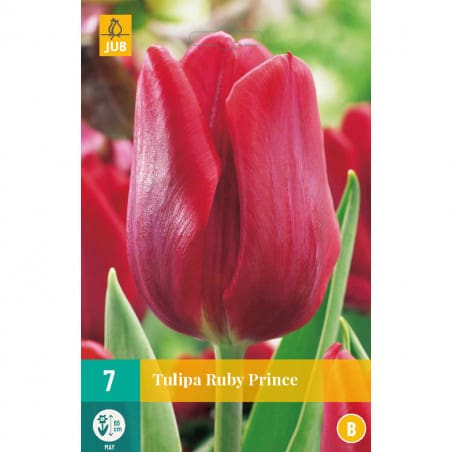 7 Tulipes Ruby Prince
