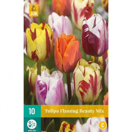 Mix de 10 Tulipes Flaming beauty