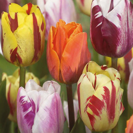 Mix de 10 Tulipes Flaming beauty
