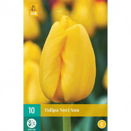 10 Tulipes Novi Sun
