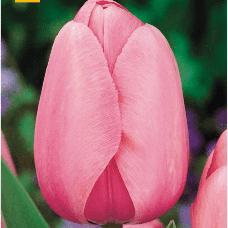 10 Tulipes Pink Impression