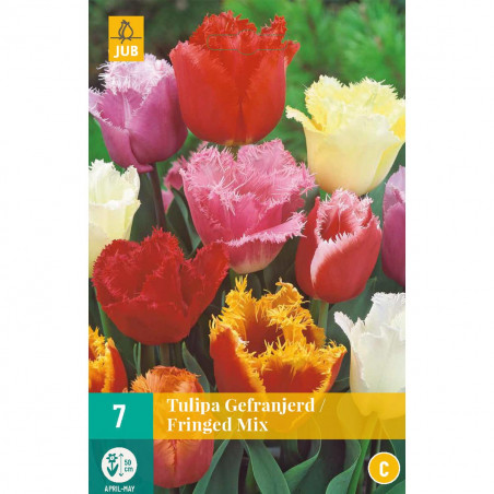 Mix de 7 Tulipes dentelles Fringed