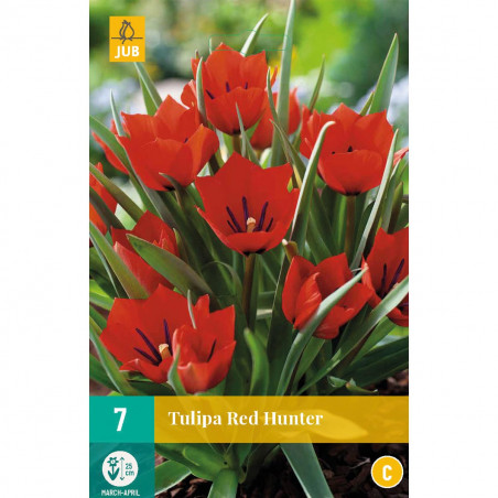 7 Tulipes Red Hunter