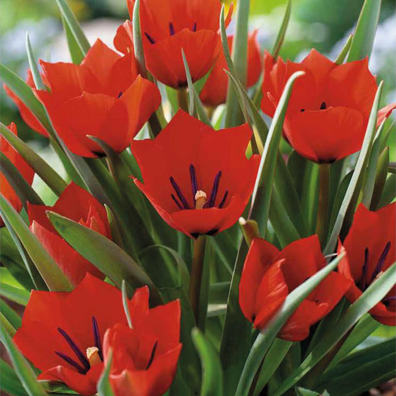 7 Tulipes Red Hunter