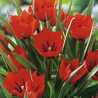 7 Tulipes Red Hunter
