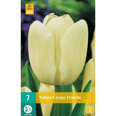 7 Tulipes crème Fraîche