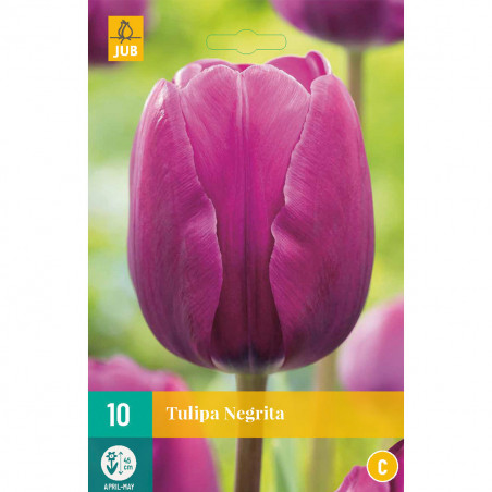 10 Tulipes Negrita