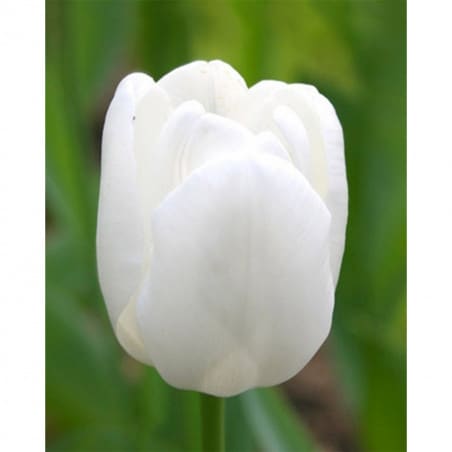 10 Tulipes Pim Fortuyn