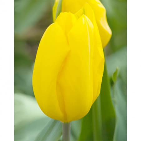 10 Tulipes Strong Gold