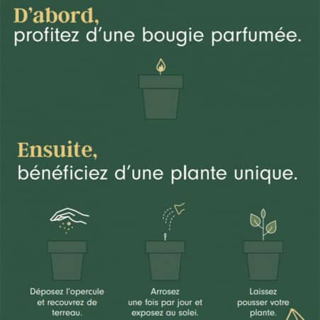Bougie 40h Orchidee - graines Ciboulette