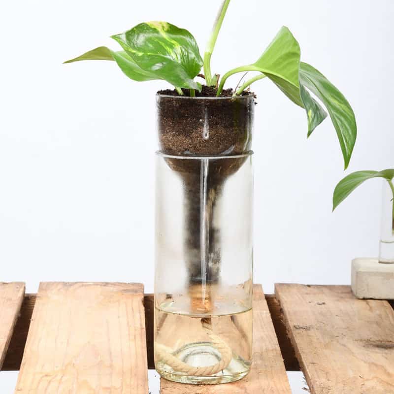 Vase avec système d'arrosage intégré