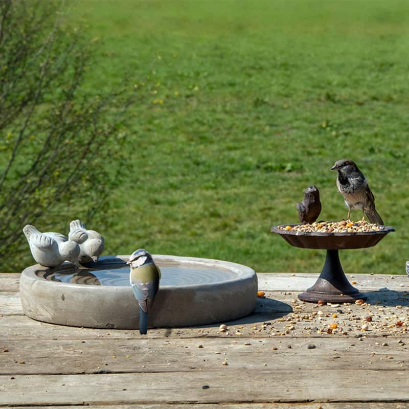 Bain d'oiseaux en béton - bain d'oiseaux accsoires oiseaux
