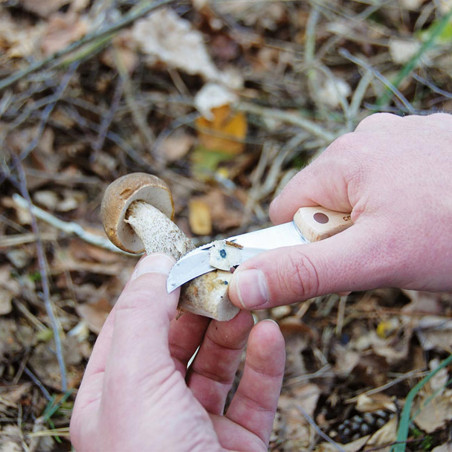 Couteau à champignons