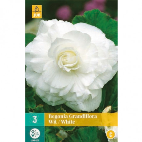 3 Bégonias Grandiflora blancs