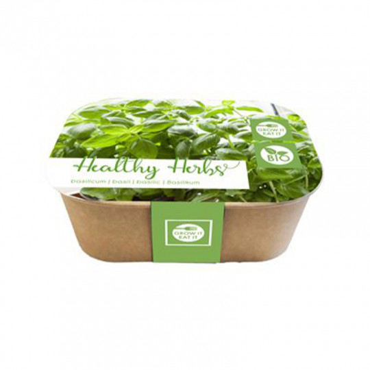 Box de Basilic BIO prêt à pousser - Culture facile du basilic