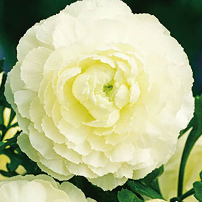 Ranunculus White - Renoncules blanches - Bulbes à fleurs - Jardinage