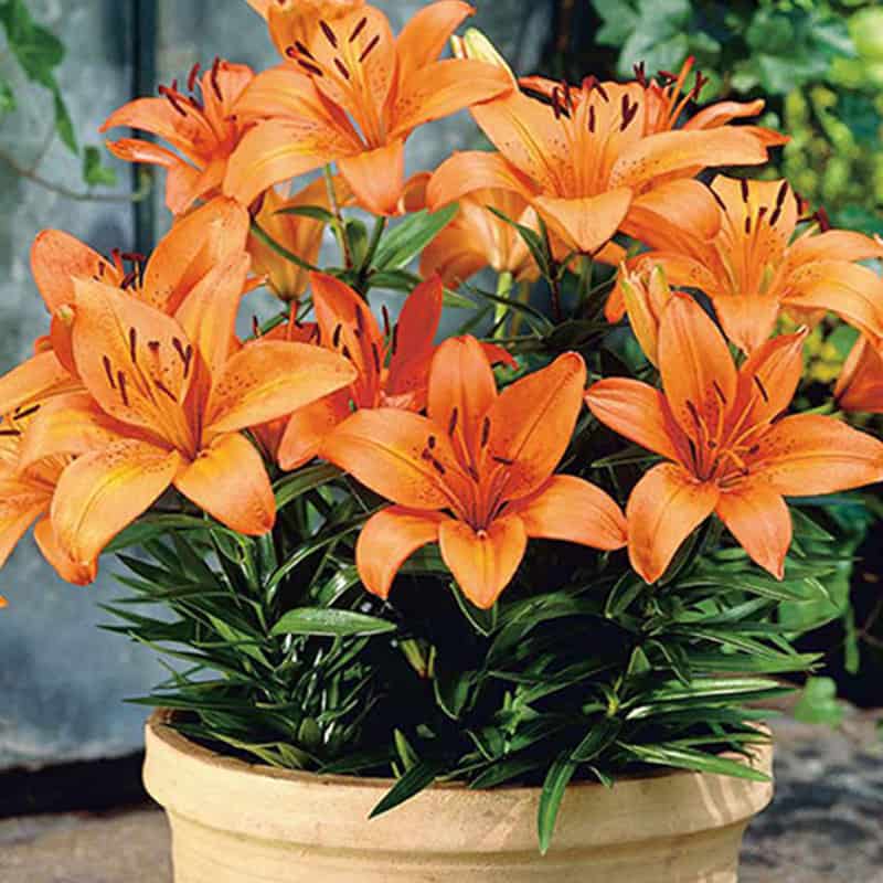 Lilium orange - Bulbes à - Lys - Jardinage