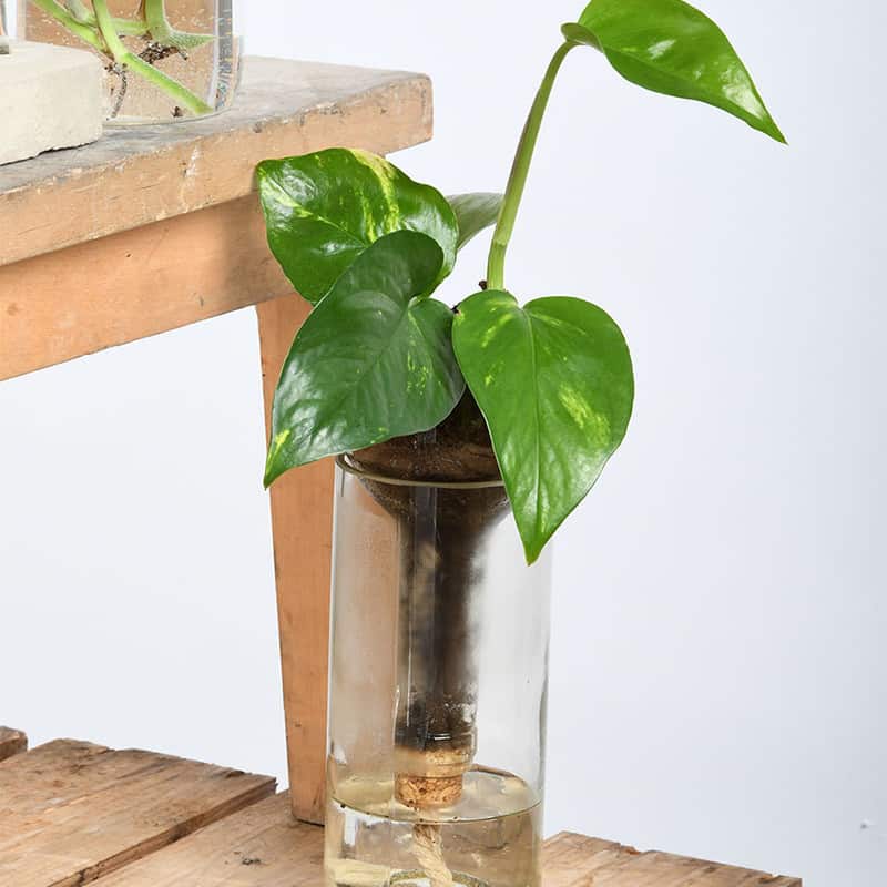 Vase avec système d'arrosage intégré
