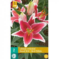2 LILIUM ORIENTAL ROUGE BLANC
