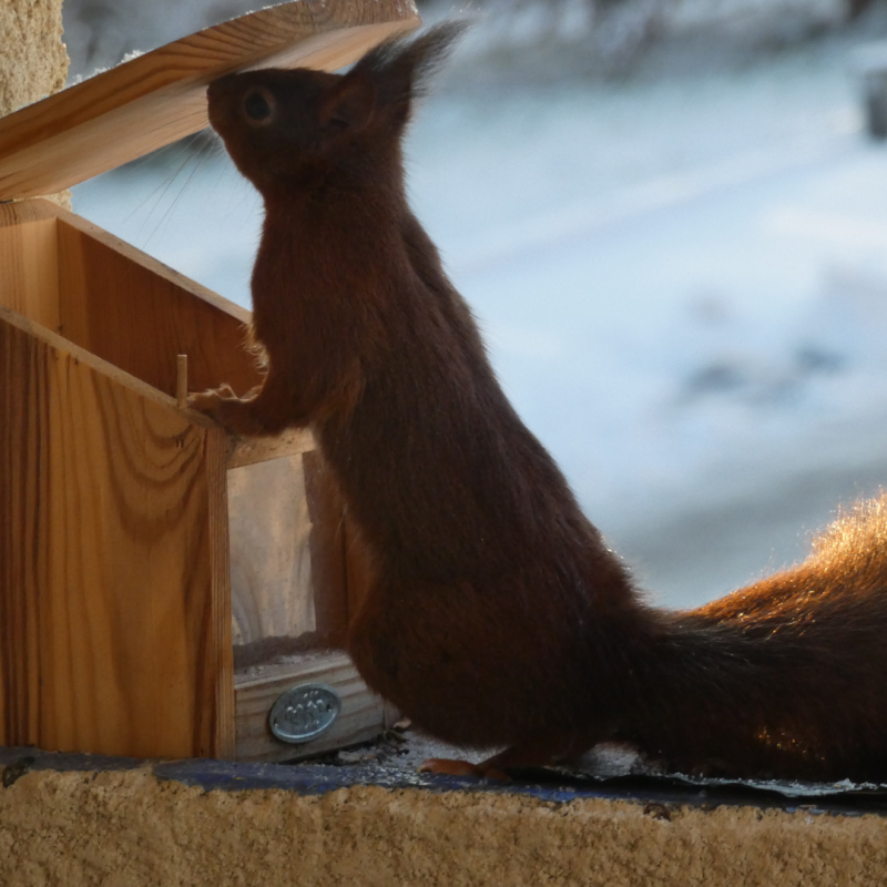 Abri-mangeoire pour écureuils