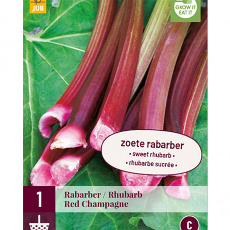 1 plant de rhubarbe Red champagne
