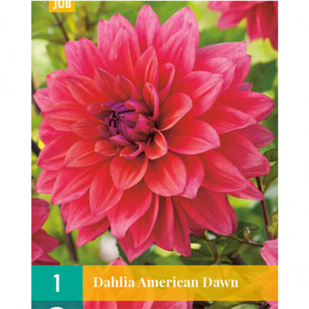 1 Dahlia AMERICAN DAWN